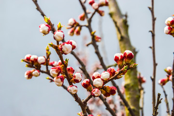 spring apricot buds