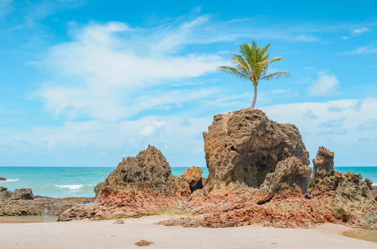 View of Praia de Tambaba beach, Costa do Conde. Famous beach by the coconut tree that grew on top of a rock. Beautiful Brazilian northeast beach. Conde PB, brazil.