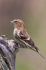 lesser redpoll  (Acanthis cabaret)