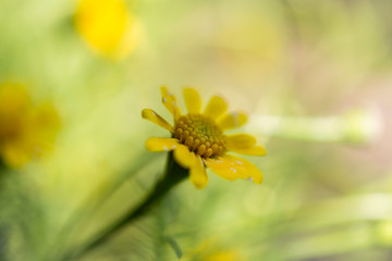 daisy yellow color background