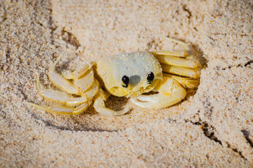 Atlantic ghost crab - Ocypode Quadrata on the beach sand. Also known as Maria-Farinha in Brazil, white-yellowed color.  Crustacean found at Brazilian Northeast.