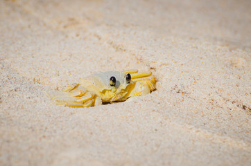 Atlantic ghost crab - Ocypode Quadrata on the beach sand. Also known as Maria-Farinha in Brazil, white-yellowed color.  Crustacean found at Brazilian Northeast.