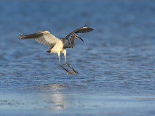 Tricolored Heron Landing on the Pond