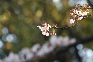 桜