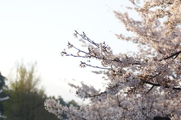 桜