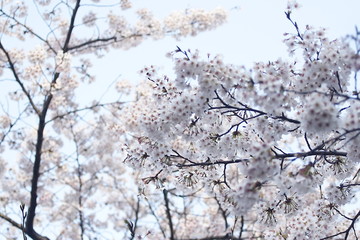 桜