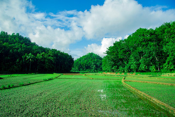 rice field in the morning, Paddy fields with new seedlings