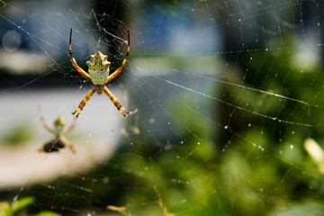 Spider