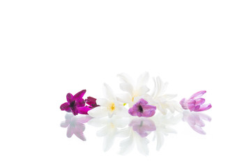 colorful flowers of hyacinth on white background