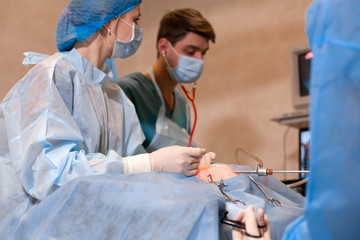 Vet doing the operation for sterilization. The cat on the operating table in a veterinary clinic. Cat in a veterinary surgery , the uterus and ovaries of a cat during surgery