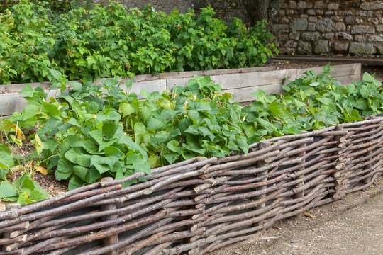 Potager - haricots derri&egrave;re un plessi en noisetier