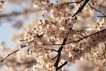 桜