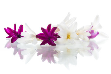 colorful flowers of hyacinth on white background