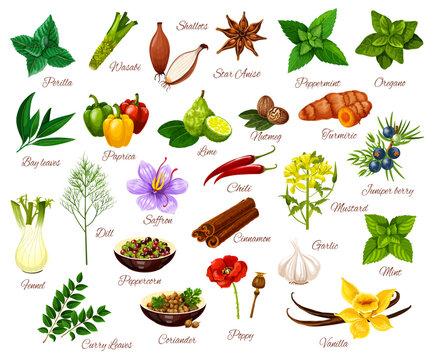 Spice Up Your Garden: Best Herbs to Grow for Thai Cuisine