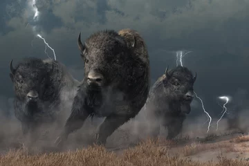 Foto op Plexiglas Three buffalo stampede accross the North American prairie. Driven by the flasing lightning and booming thunder of a storm, these bison raise a cloud of dust as they run.  3D Rendering © Daniel Eskridge