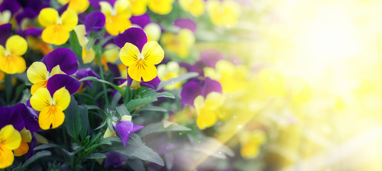 Flowering purple pansies in the garden in sunny day. Natural summer background with soft blurred...