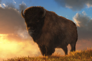 An American buffalo stands on a grassy hill.  Behind the massive fur covered bison, the sun sits low on the horizon. 3D Rendering - obrazy, fototapety, plakaty