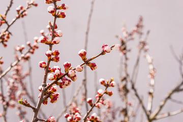 spring apricot buds