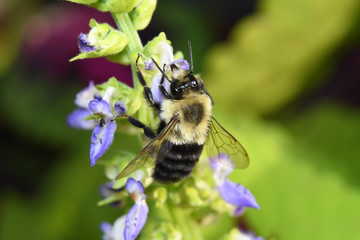 bumblebee on a coleus flower 1