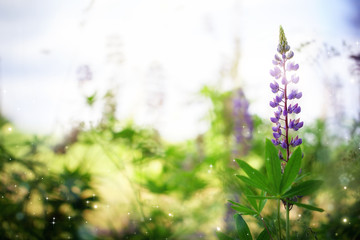 Beautiful lupine flower on a natural background morning sunrise. Colorful bright artistic image...