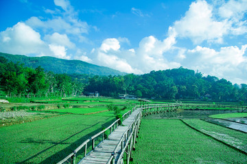 Fototapeta na wymiar sukorame rice field, a bridge made of bamboo