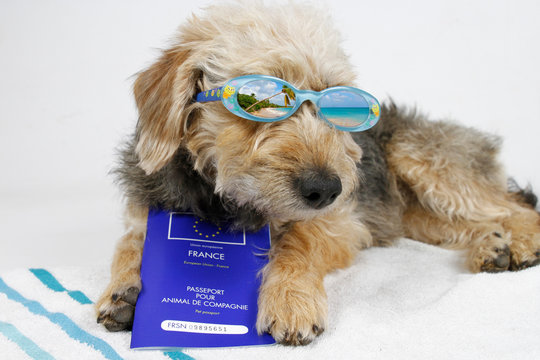 CHIEN AVEC SON PASSEPORTS ET DES LUNETTES DE SOLEIL
