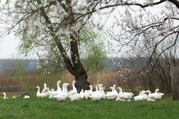 geese are walking in the spring in the village on the lawn with fresh green grass on the background of a flowering tree