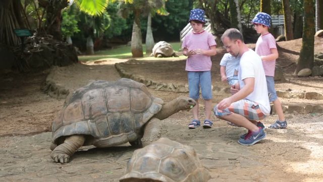 Happy family, toddler, older children and parents, feeding giant tortoises in a exotic park on Mauritius island. Big turtle and kids