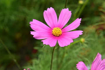 Beautiful Chrysanthemum Plants