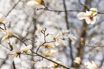 The first spring flowers of magnolia on a tree in a city park
