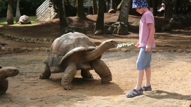 Happy family, toddler, older children and parents, feeding giant tortoises in a exotic park on Mauritius island. Big turtle and kids
