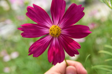 Obraz premium Beautiful Chrysanthemum Plants