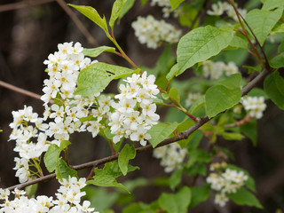 Prunus padus - Inflorescence du Merisier ou cerisier à grappes