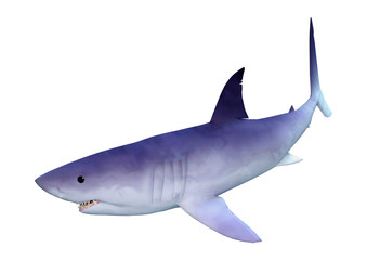 3D Rendering Shark on White