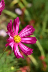 Beautiful Chrysanthemum Plants