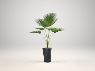 Indoor decorative plant and pot, 3d Rendering