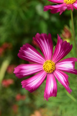 Fototapeta premium Beautiful Chrysanthemum Plants