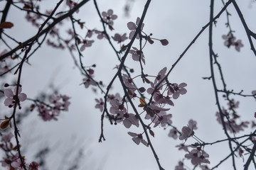 spring flowers