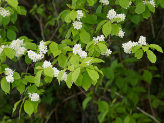 Prunus padus  -  Merisier ou cerisier à grappes. Inflorescence printanière