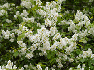 Prunus padus  -  Merisier ou cerisier à grappes. Inflorescence printanière