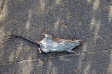 Dead Rat lying on the pavement in Hamburg, Germany.