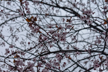 spring flowers