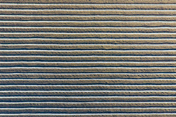 Rows of filmy greenhouses in the field. Growing vegetables in a closed ground. Greenhouses in the field