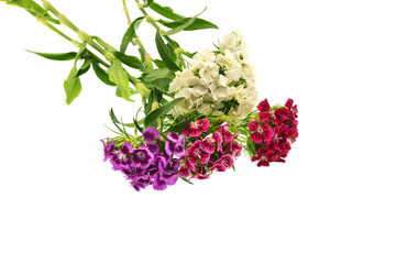 bouquet of flowers on white background