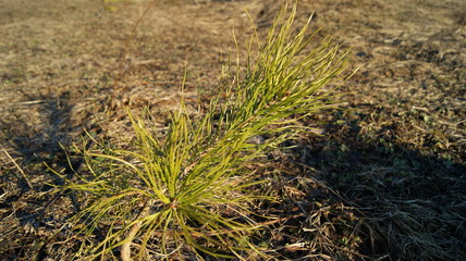 SONY DSC