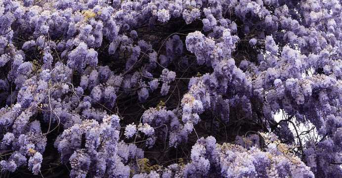 Espectacular Glicinia color morado