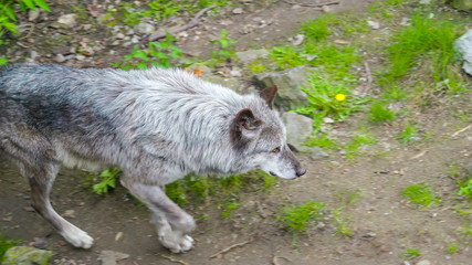 13794_A_big_gray_dog_walking_on_the_pathway.jpg