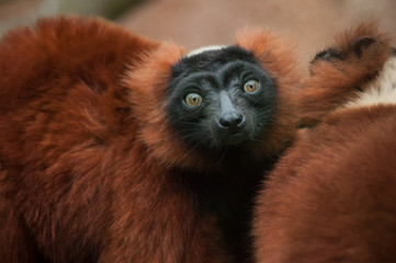 portrait of brown lemur with blue eyes
