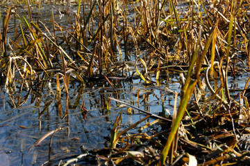 Damp biotope in the spring