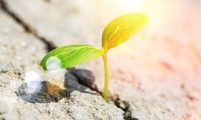 Little plant growing out of asphalt, close-up